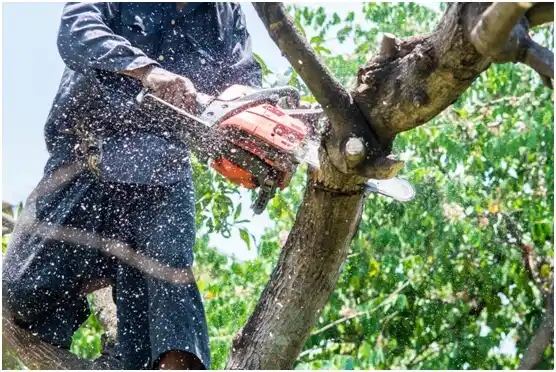 tree services Sanger